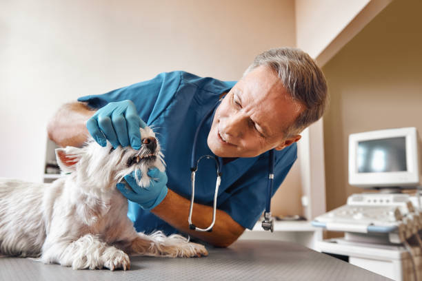 Best Emergency Dentist for Lost Fillings or Crowns in Enochville, NC